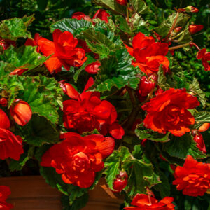 Riippabegonia l.karjalanneito 'Red', 1 kpl