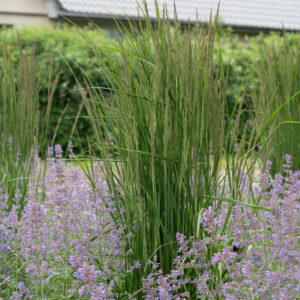 Koristekastikka 'Karl Foerster'; At,p1,4