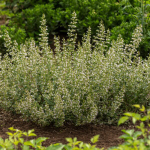 Kivikkokäenminttu; At,p12,Ul