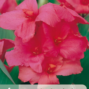 Kanna 'City of Portland' 1 kpl