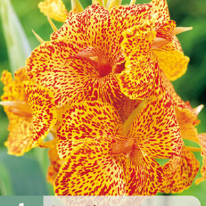 Canna 'Picasso' 1 kpl