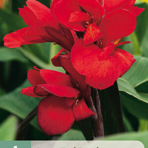 Kanna 'Red Dazzler' 1 kpl