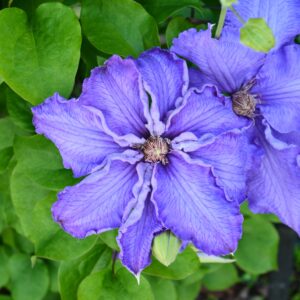 Loistokärhö 'Baltic Waves' PBR; At,2L,Ul