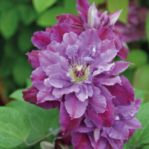 Loistokärhö 'Birthday Girl'; At,2L,Ul