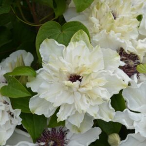 Loistokärhö 'First Light' PBR; At,2L,Ul