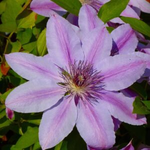 Loistokärhö Jan Pavel II,;At 2L,Ul