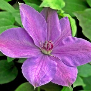 Loistokärhö 'Margaret Hunt';At,2 L, Ul