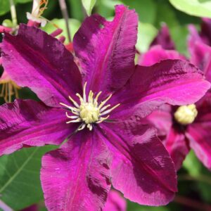 Loistokärhö 'Niobe'; At, 2L, Ul