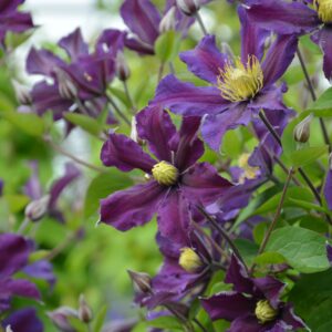 Tarhakellokärhö 'Once More' PBR; At,2L,Ul