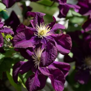 Loistokärhö 'Romantika'; At,2L,Ul