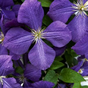 Loistokärhö 'Jackmanii'; At, 2L, Ul