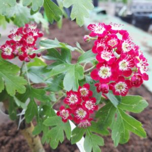 Pyöröorapihlaja 'Crimson Cloud'; 150-200,At