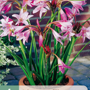 Tarhakriinumi vaaleanpunainen 1 kpl