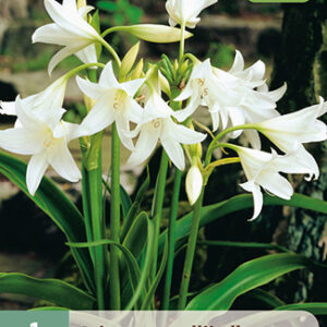 Kriinumi valkoinen 1 kpl