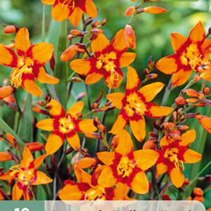 Ruostekukka 'Emily McKenzie' 10 kpl