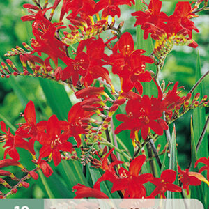 Ruostekukka 'Lucifer' 10 kpl