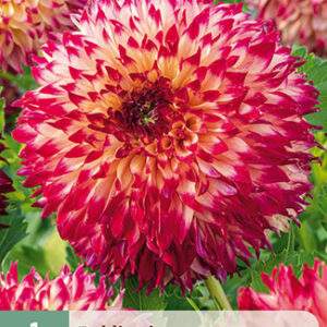 Daalia 'Aiyana' 1 kpl