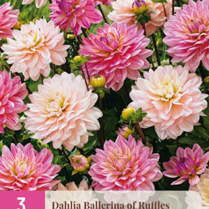 Daalia Ballerina of Ruffles 3 kpl