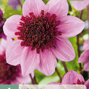 Dahlia 'Blue Bayou' 1 kpl