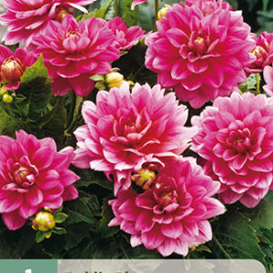 Daalia 'Bluesette' 1 kpl