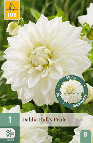 Lautasdaalia 'Bull's Pride' 1 kpl