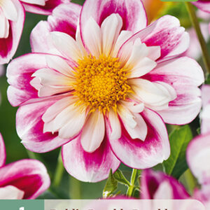 Daalia Bumble Rumble' 1 kpl