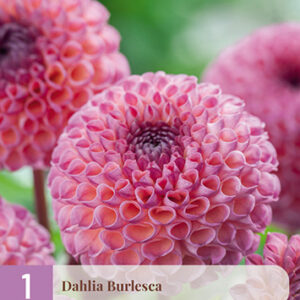Daalia 'Burlesca' 1 kpl