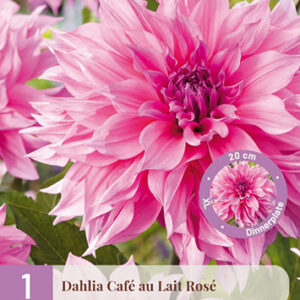 Daalia 'Cafe au Lait Rose' 1 kpl