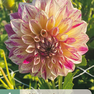 Daalia 'Kameleon' 1 kpl