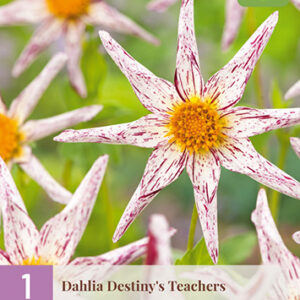 Daalia 'Destiny's Teachers' 1 kpl
