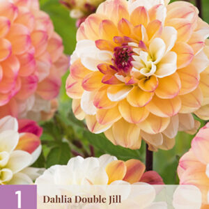 Daalia 'Double Jill' 1 kpl