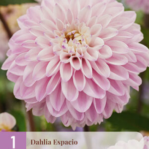 Daalia 'Espacio' 1 kpl