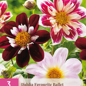 Daalia Favourite Ballet 3 kpl