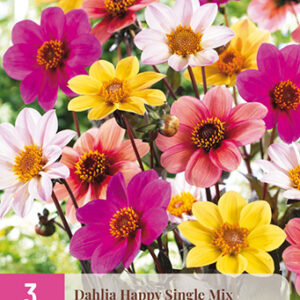 Daalia Happy Single Mix 3 kpl