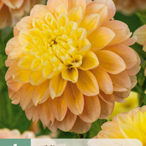 Daalia 'Honey Dew' 1 kpl