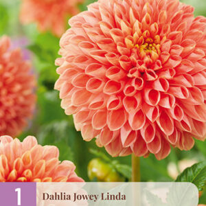 Daalia 'Jowey Linda' 1 kpl