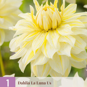 Daalia 'La Luna Us' 1 kpl