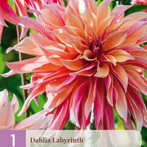 Daalia 'Labyrinth' 1 kpl