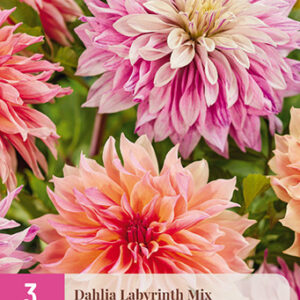 Daalia Labyrinth Mix 3 kpl