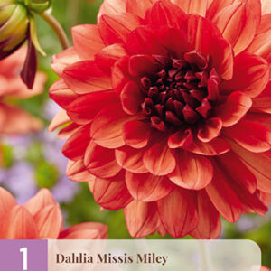 Daalia 'Missis Miley' 1 kpl