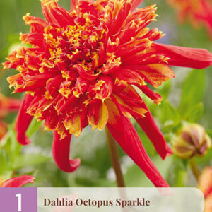Daalia 'Octopus Sparkle' 1 kpl
