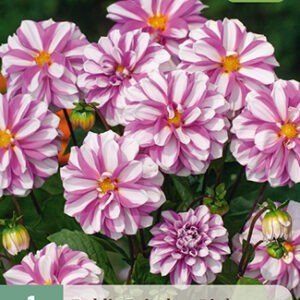 Daalia 'Priceless Pink' 1 kpl