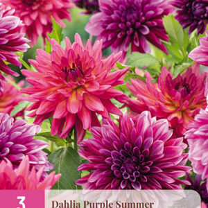 Daalia Purple Summer 3 kpl