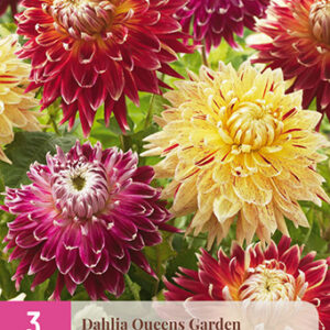 Daalia Queens Garden 3 kpl