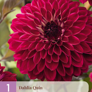 Daalia 'Quin' 1 kpl