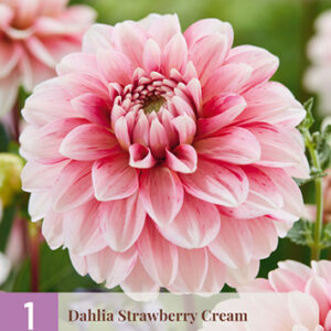 Daalia 'Strawberry Queen' 1 kpl