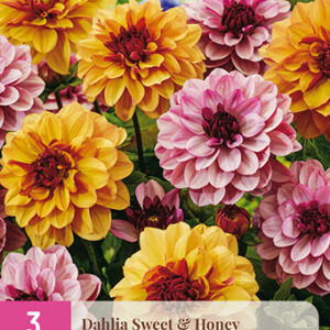 Daalia Sweet & Honey 3 kpl
