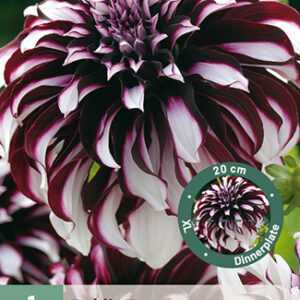 Lautasdaalia 'Tartan' 1 kpl