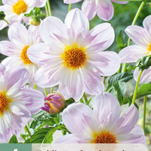 Daalia 'Teesbrooke Audrey' 1 kpl