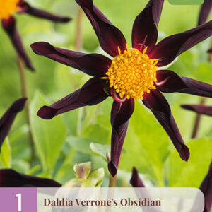 Daalia 'Verrone's Obsidian' 1 kpl